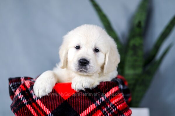 Image of Alice, a Golden Retriever puppy