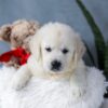 Image of Amber, a Golden Retriever puppy