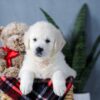 Image of Amber, a Golden Retriever puppy