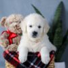 Image of Amber, a Golden Retriever puppy