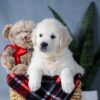 Image of Amber, a Golden Retriever puppy