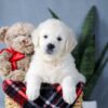 Image of Amber, a Golden Retriever puppy