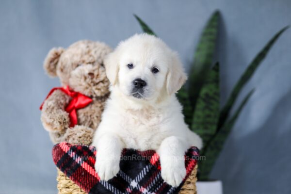 Image of Amber, a Golden Retriever puppy