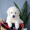 Image of Amber, a Golden Retriever puppy