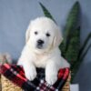 Image of Amber, a Golden Retriever puppy