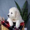 Image of Amber, a Golden Retriever puppy