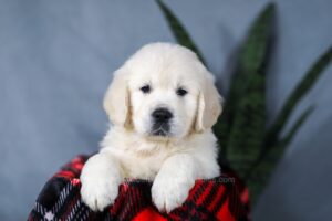 Image of Angel, a Golden Retriever puppy