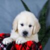 Image of Asher, a Golden Retriever puppy