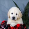 Image of Asher, a Golden Retriever puppy