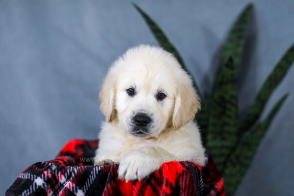 Image of Asher, a Golden Retriever puppy