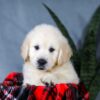 Image of Asher, a Golden Retriever puppy