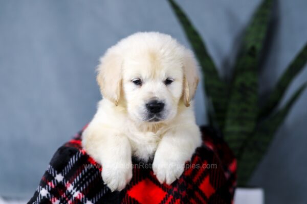 Image of Ashley, a Golden Retriever puppy