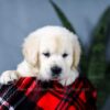 Image of Ashley, a Golden Retriever puppy