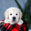 Image of Ashley, a Golden Retriever puppy