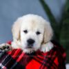 Image of Ashley, a Golden Retriever puppy