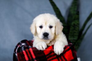 Image of Audrey, a Golden Retriever puppy