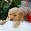 Image of Breeze, a Golden Retriever puppy