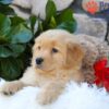 Image of Breeze, a Golden Retriever puppy