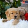 Image of Breeze, a Golden Retriever puppy