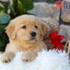 Image of Breeze, a Golden Retriever puppy