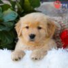 Image of Breeze, a Golden Retriever puppy