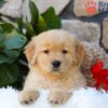 Image of Breeze, a Golden Retriever puppy