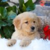 Image of Breeze, a Golden Retriever puppy