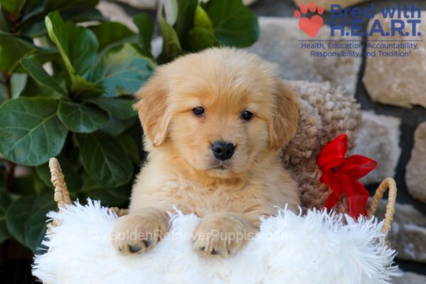 Image of Breeze, a Golden Retriever puppy