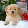 Image of Breeze, a Golden Retriever puppy