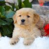 Image of Breeze, a Golden Retriever puppy