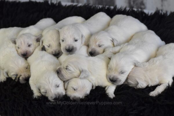 Image of Diamond ❤️ Remi - May 2, a Golden Retriever puppy