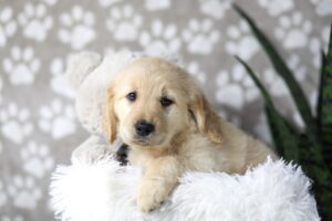 Image of Darla, a Golden Retriever puppy