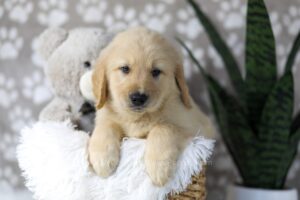 Image of Digger, a Golden Retriever puppy