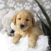 Image of Dillon, a Golden Retriever puppy