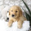 Image of Dillon, a Golden Retriever puppy