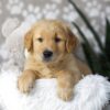 Image of Dillon, a Golden Retriever puppy