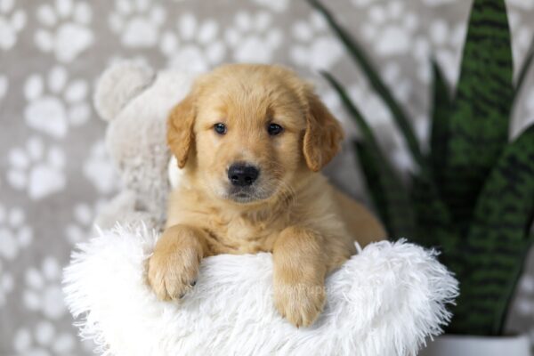 Image of Dillon, a Golden Retriever puppy