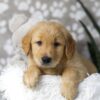 Image of Dillon, a Golden Retriever puppy