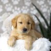 Image of Dillon, a Golden Retriever puppy