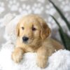 Image of Dillon, a Golden Retriever puppy