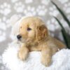 Image of Dillon, a Golden Retriever puppy