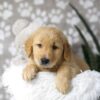 Image of Dillon, a Golden Retriever puppy