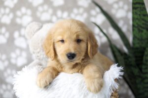 Image of Dirks, a Golden Retriever puppy