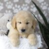 Image of Drake, a Golden Retriever puppy