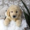 Image of Drake, a Golden Retriever puppy