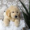 Image of Drake, a Golden Retriever puppy