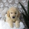 Image of Drake, a Golden Retriever puppy