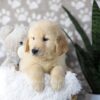 Image of Drake, a Golden Retriever puppy