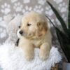 Image of Drake, a Golden Retriever puppy