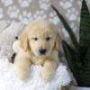 Image of Drake, a Golden Retriever puppy